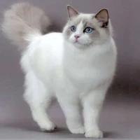 Phương Mỹ Chi (dạng mèo)