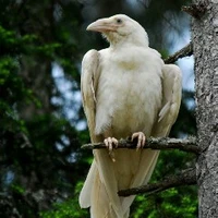 Quạ của Haisirou (Fushayon)