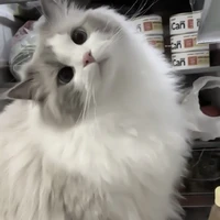 Berry °Mèo°