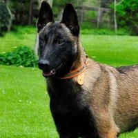 Prey °Chó Đặc Vụ°