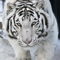 Tigger °Cọp°