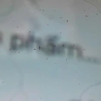 mr.tree 2p(đại đại ik)