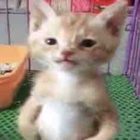 Cả Đám