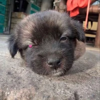 tác giả ☆