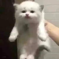Mèo