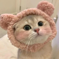 mèo béo t/g