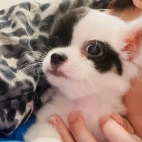 Mochi Panda