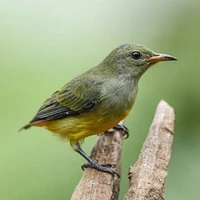 Chim Sâu(chim nhỏ)