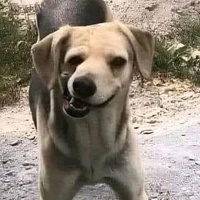 tác giả