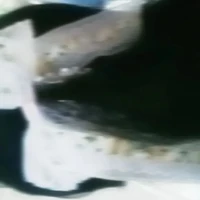 Ruiiz (Trucc)