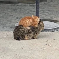 Tác giả Meo