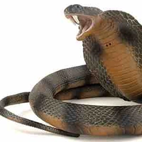 Cả lớp