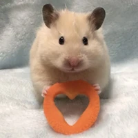 Mousie ngáo ngơ