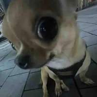 Cân mọi loại vai