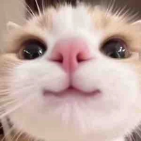 Mèo 🐈 