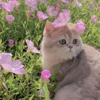 Mao