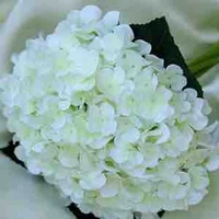 Top (trừ ai thì trừ)