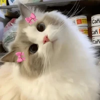 con em báo của t/g