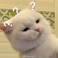 @meomeo_leo