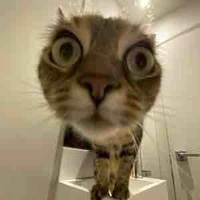 Hệ thống siêu cấp cute_Loki