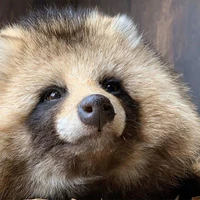 Tanuki-chan