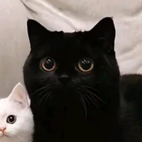 T/G BÁNH BAO ĐEN SÌ 😾💐