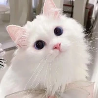 mèo con