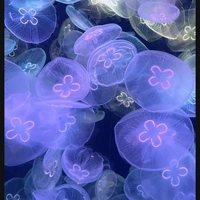 Linh An_ chị họ của Bâng