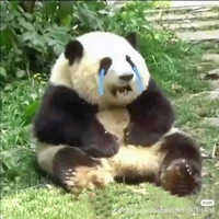 t/g mít ướt