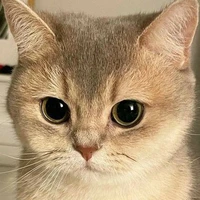 Mèo.(Mỡ)
