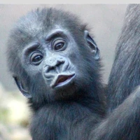 Con khỉ lanh chanh lóc chóc lôi nhoi 