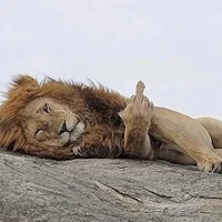 đừng quan tâm bố mayg