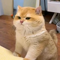Mèo