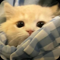 Nhe🌷