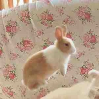 Cân tất mọi vai diễn