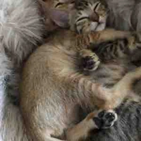 Cat(T/g)
