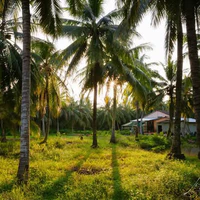 T/g Ở miền Nam