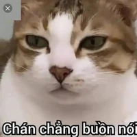 Kỳ Duyên BNHA