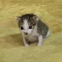 Tác Giả Loading...⭕