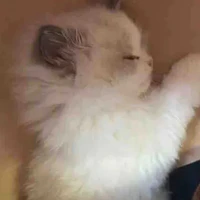 Hoàng Đức Duy // dạng mèo //