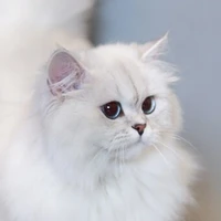 Mèo Anh lông dài