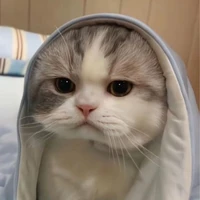 B. An