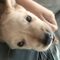 Con tgia đàn em chị Phiến