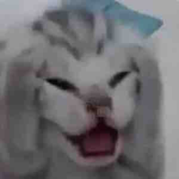 Cả lớp