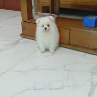 nhạt nhẽo