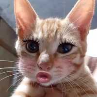 cả lớp