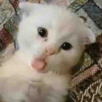 tgiả cutee 😍