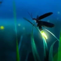 đám học sinh ở trường em