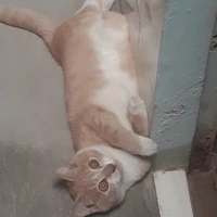 tg tên Sâu