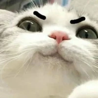 hệ thống 169(bella Hadid)